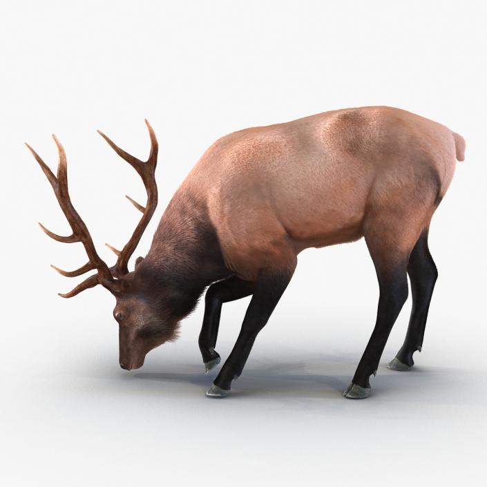 3D Elk Eating Pose 3D Model with Fur model