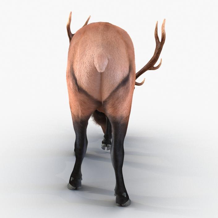 3D Elk Eating Pose 3D Model with Fur model