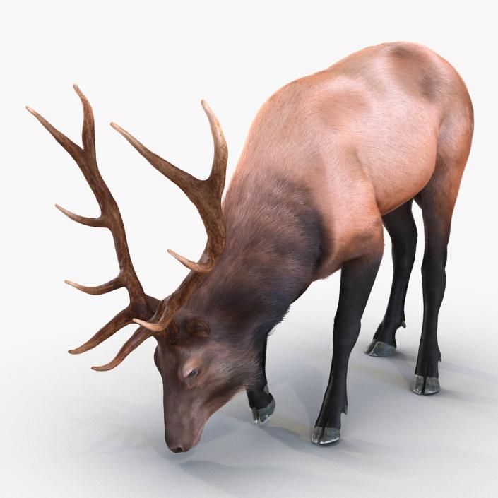 3D Elk Eating Pose 3D Model with Fur model