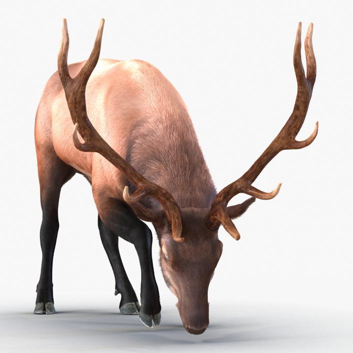 3D Elk Eating Pose 3D Model with Fur model