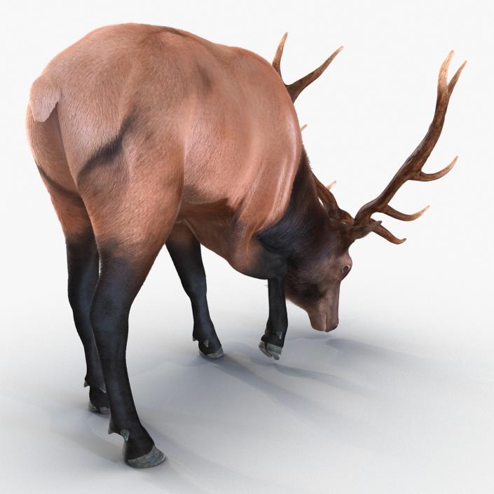 3D Elk Eating Pose 3D Model with Fur model