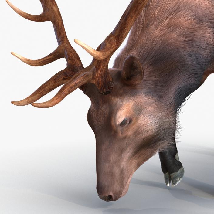 3D Elk Eating Pose 3D Model with Fur model