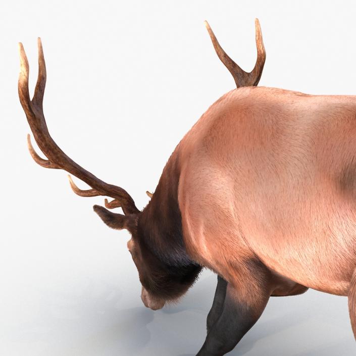 3D Elk Eating Pose 3D Model with Fur model