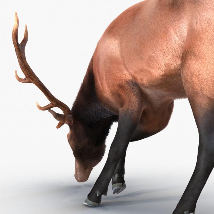 3D Elk Eating Pose 3D Model with Fur model