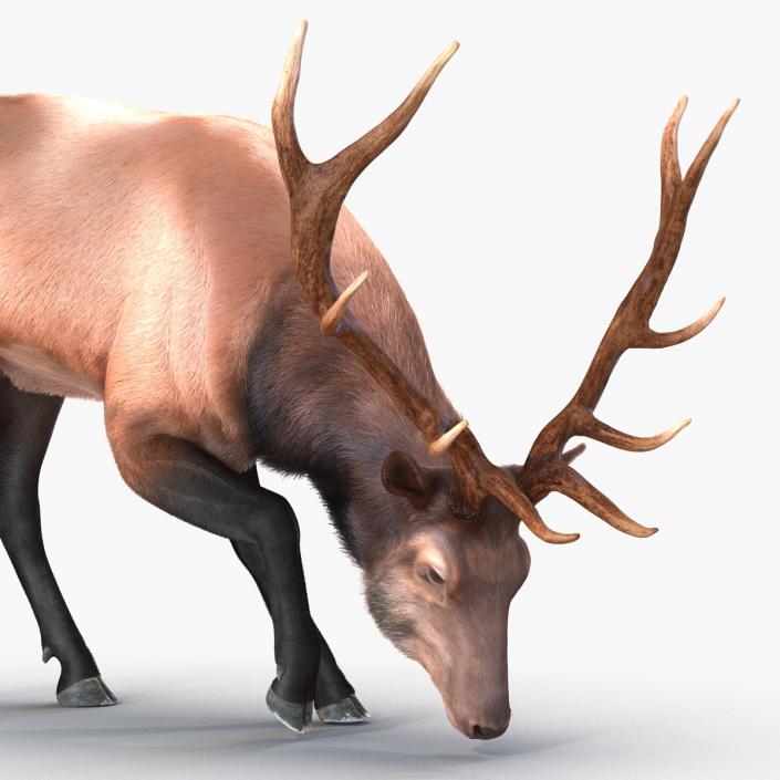 3D Elk Eating Pose 3D Model with Fur model