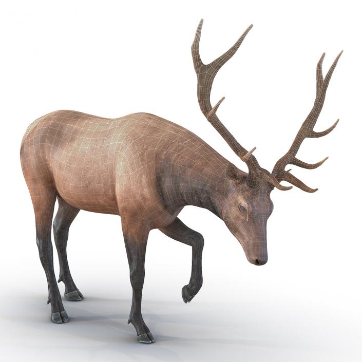 3D model Elk Pose 4