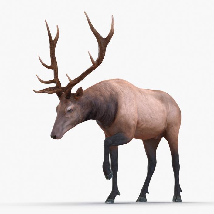 3D model Elk Pose 4