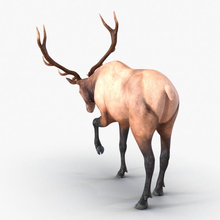 3D model Elk Pose 4