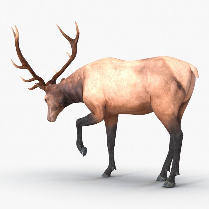 3D model Elk Pose 4