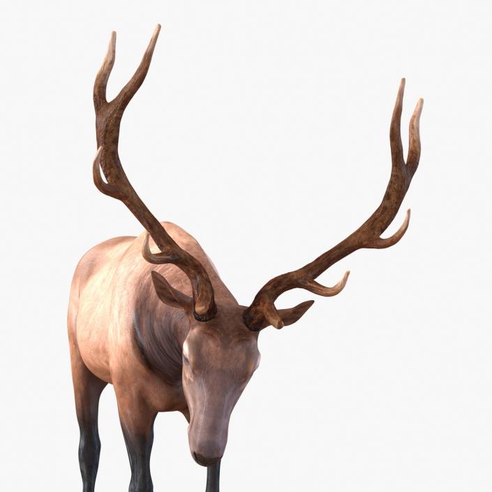 3D model Elk Pose 4