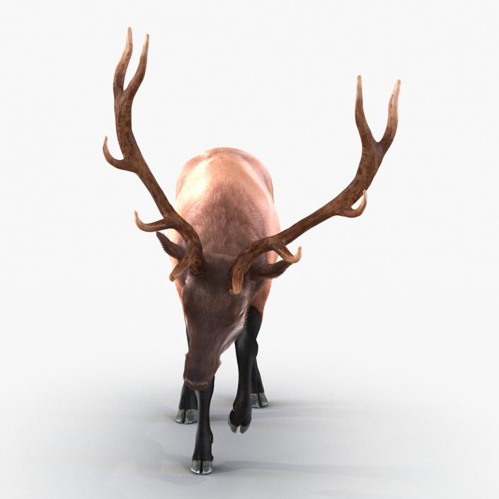 Elk Pose 4 with Fur 3D model