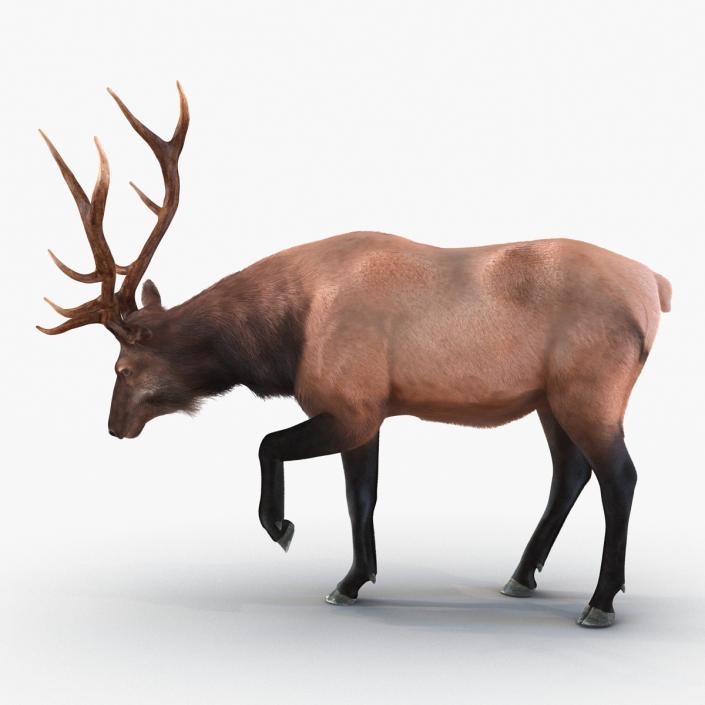 Elk Pose 4 with Fur 3D model