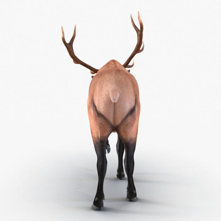 Elk Pose 4 with Fur 3D model