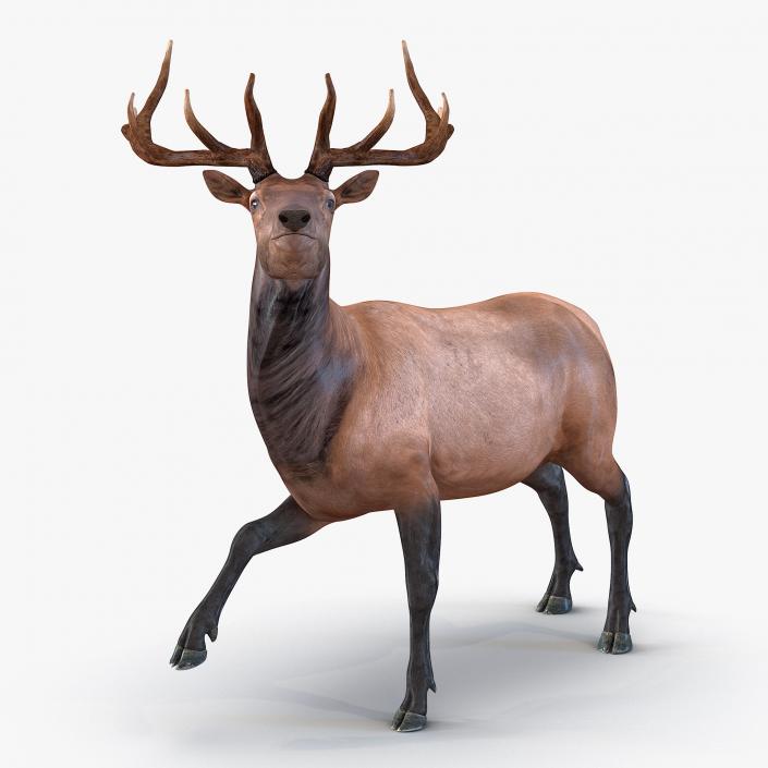 3D model Elk Rigged