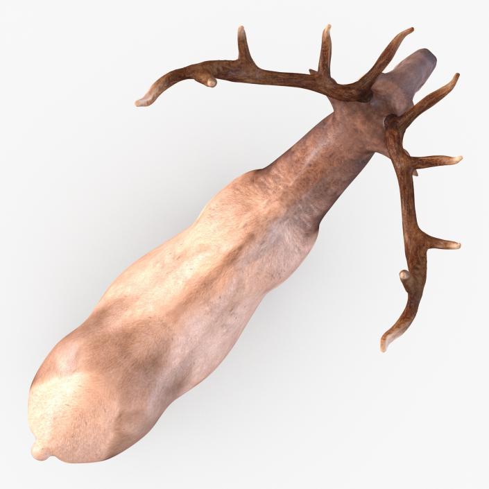 3D model Elk Rigged