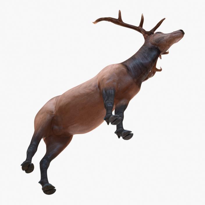 3D model Elk Rigged