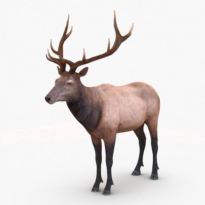 3D model Elk Rigged