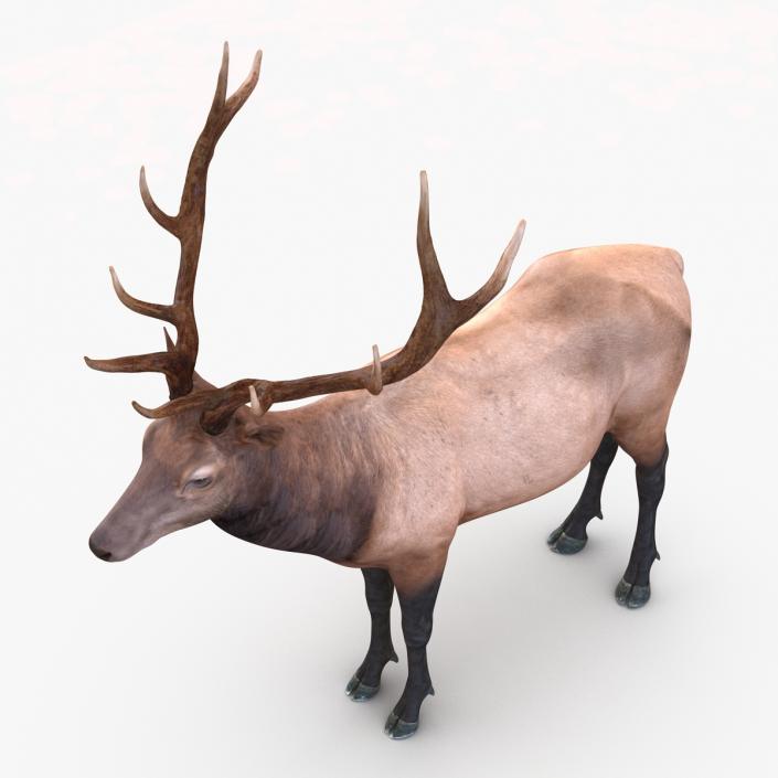 3D model Elk Rigged