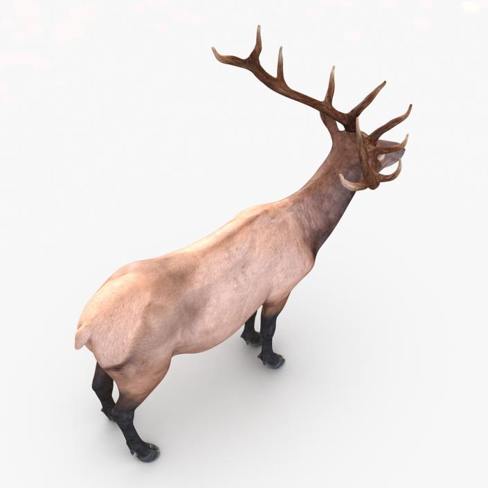 3D model Elk Rigged