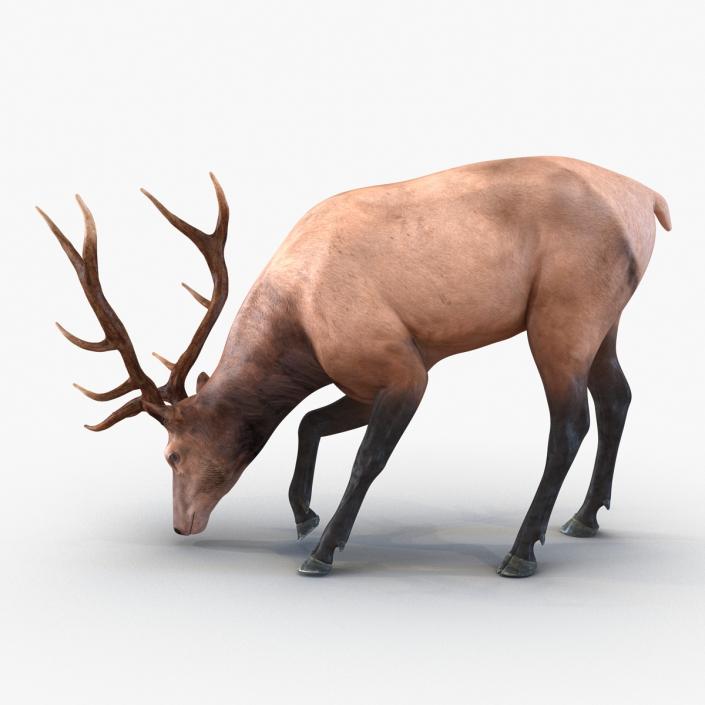 3D model Elk Rigged