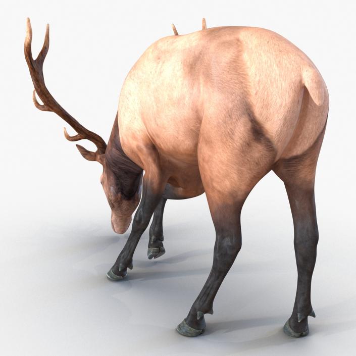 3D model Elk Rigged