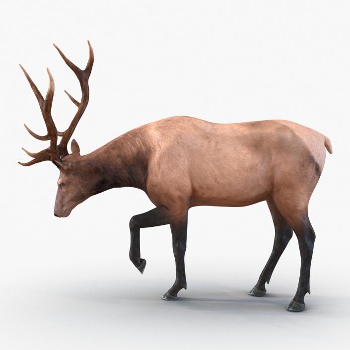 3D model Elk Rigged