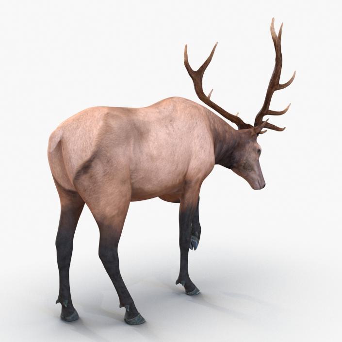 3D model Elk Rigged