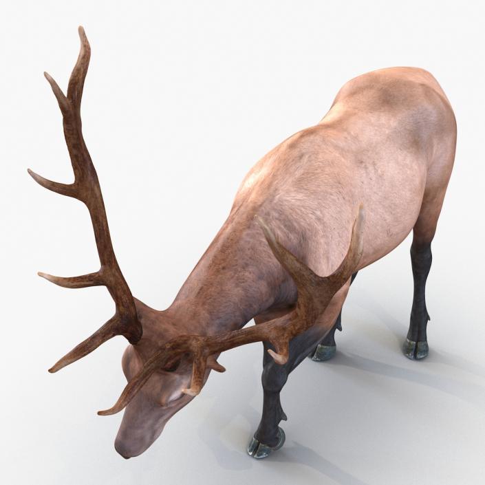 3D model Elk Rigged