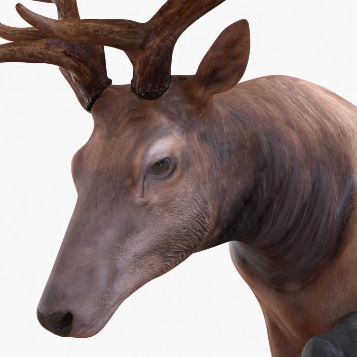 3D model Elk Rigged