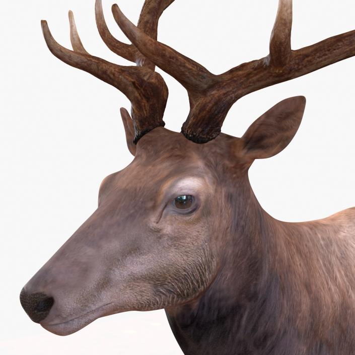 3D model Elk Rigged