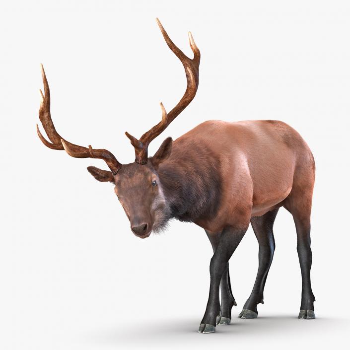 Elk Rigged with Fur 3D model