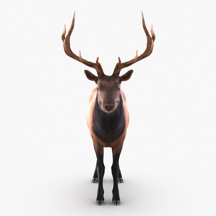 Elk Rigged with Fur 3D model