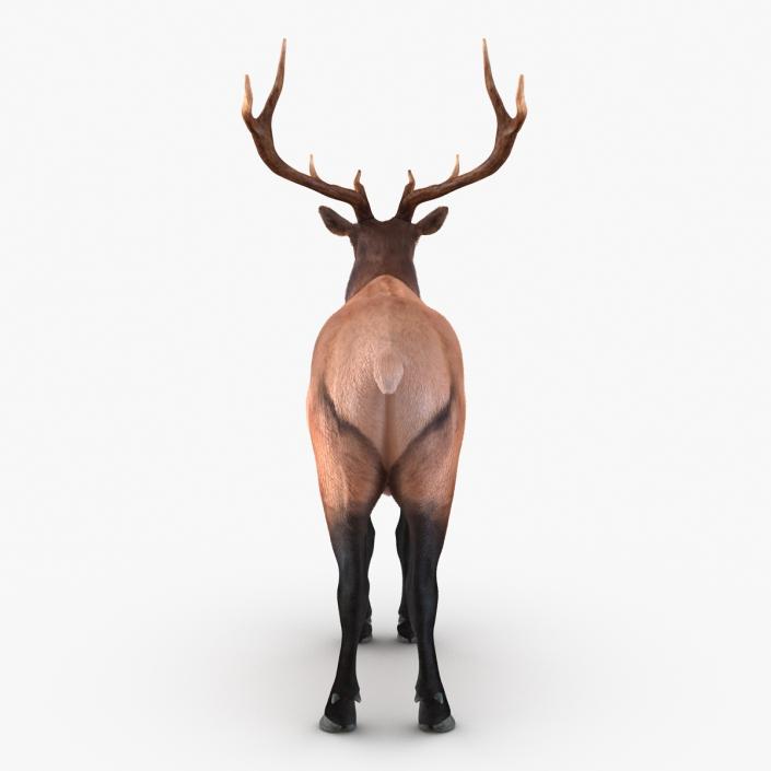 Elk Rigged with Fur 3D model