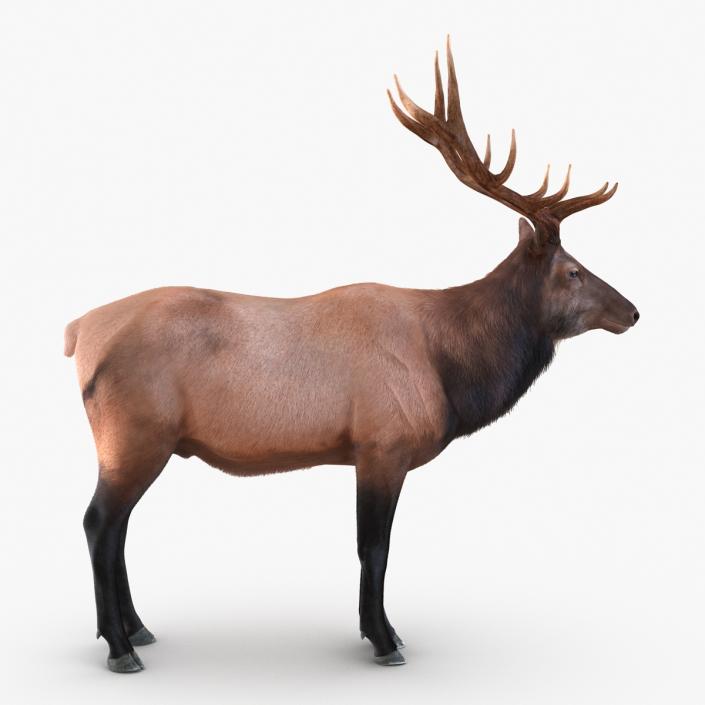 Elk Rigged with Fur 3D model