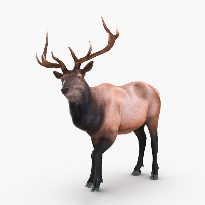 Elk Rigged with Fur 3D model