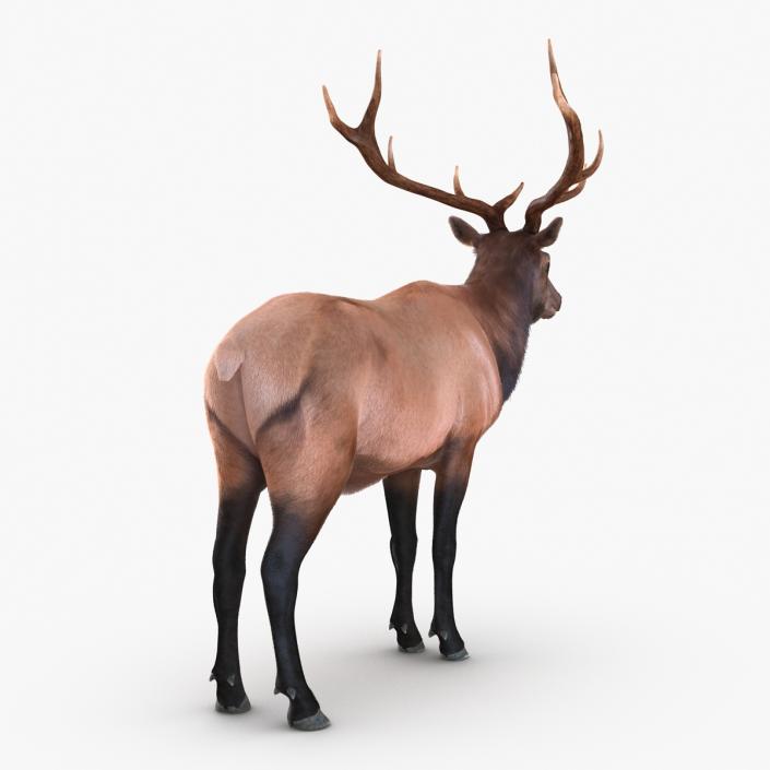 Elk Rigged with Fur 3D model