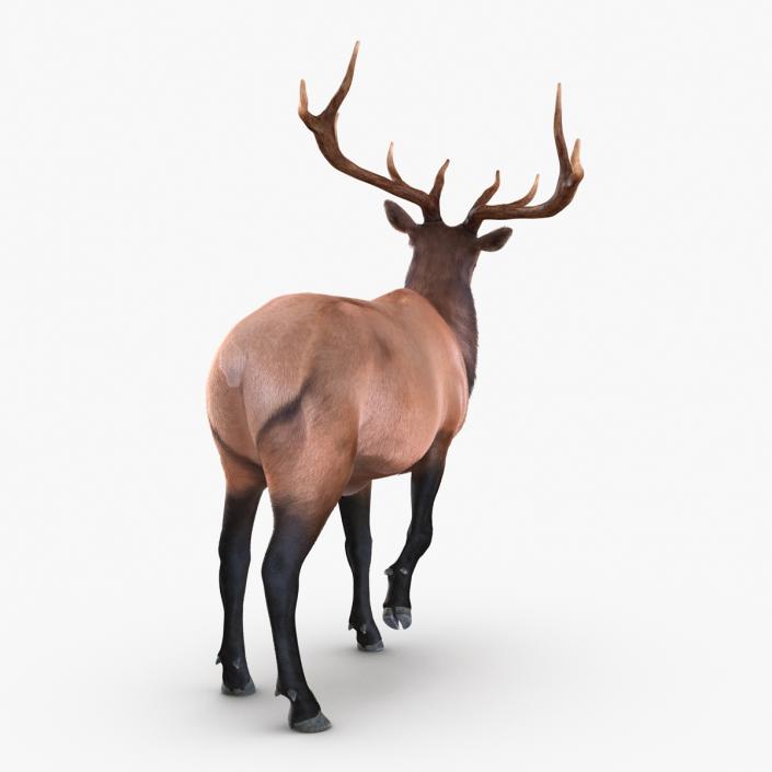 Elk Rigged with Fur 3D model