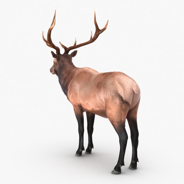 Elk Rigged with Fur 3D model