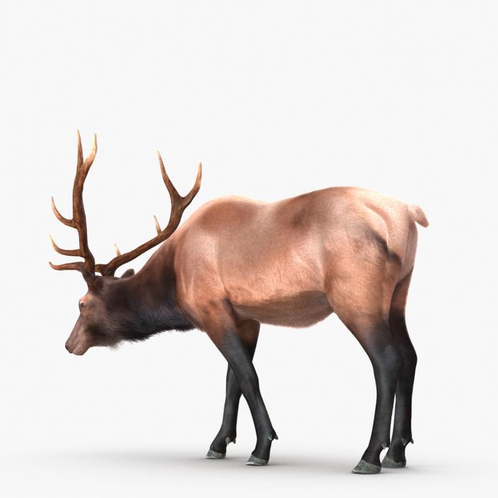 Elk Rigged with Fur 3D model