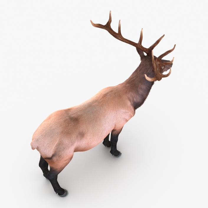 Elk Rigged with Fur 3D model