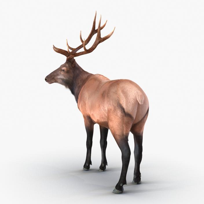 Elk Rigged with Fur 3D model