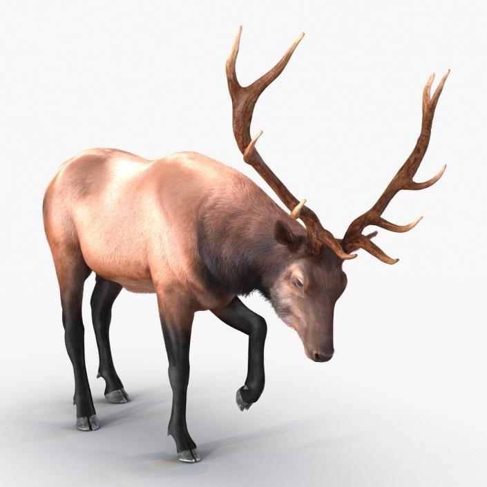 Elk Rigged with Fur 3D model