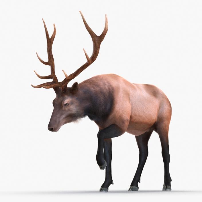 Elk Rigged with Fur 3D model