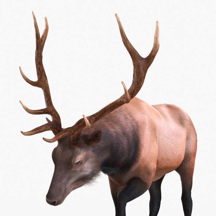 Elk Rigged with Fur 3D model