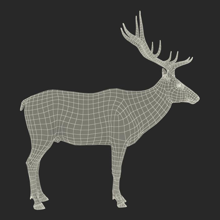 Elk Rigged with Fur 3D model