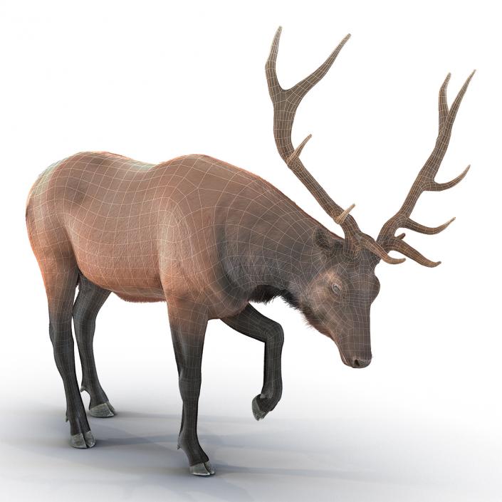 Elk Pose 4 with Fur 3D model