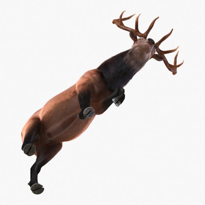 Elk Pose 4 with Fur 3D model