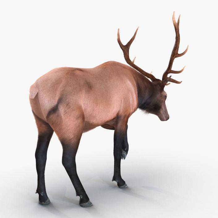 Elk Pose 4 with Fur 3D model