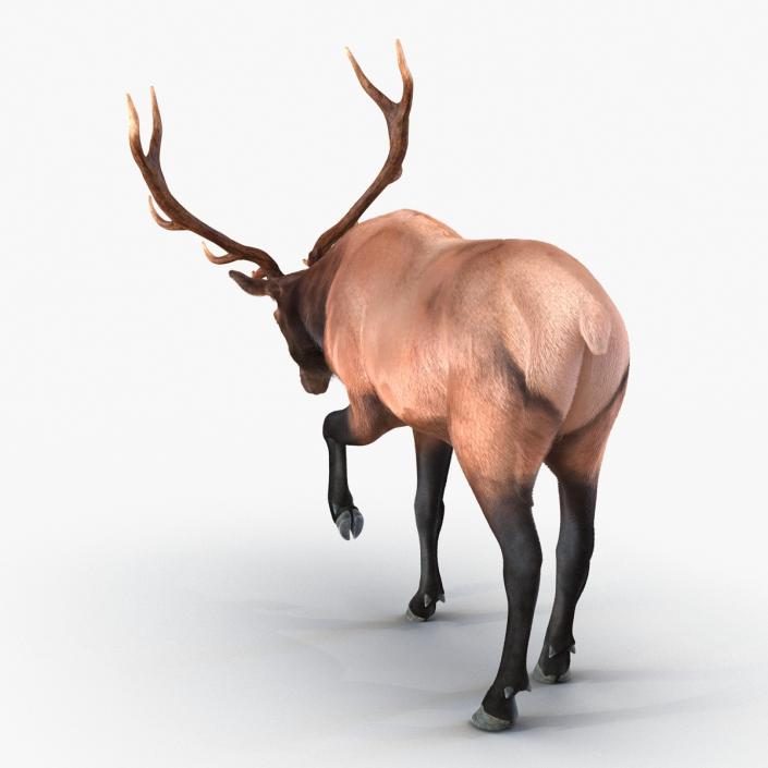 Elk Pose 4 with Fur 3D model