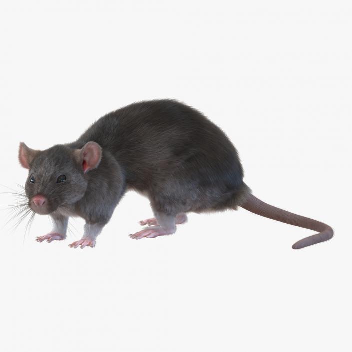 3D model Rat Pose 5